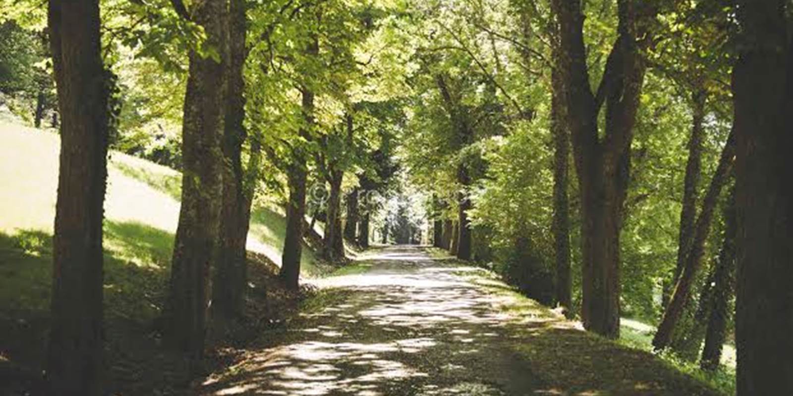 Allée principale bordée d'arbres