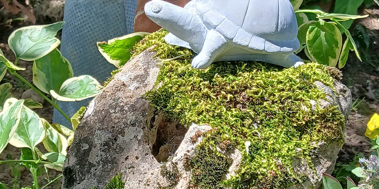 Miss Tortue