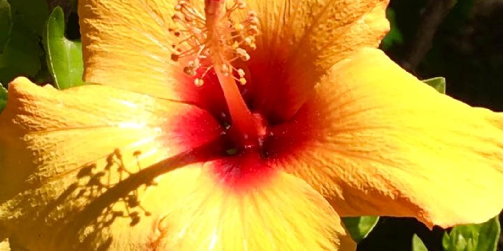Hibiscus jaune