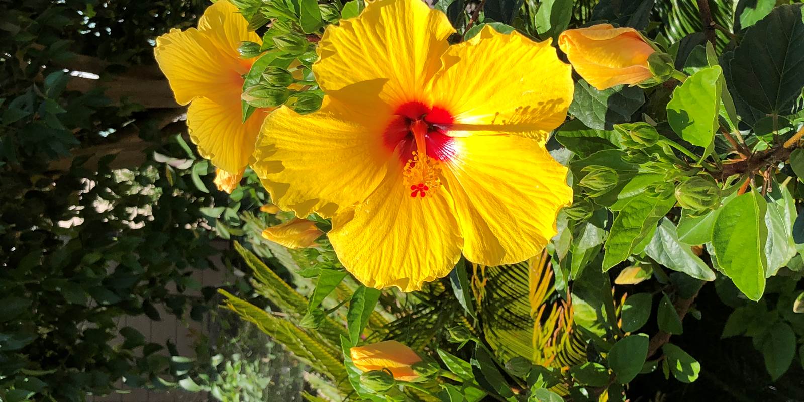 Hibiscus du jardin