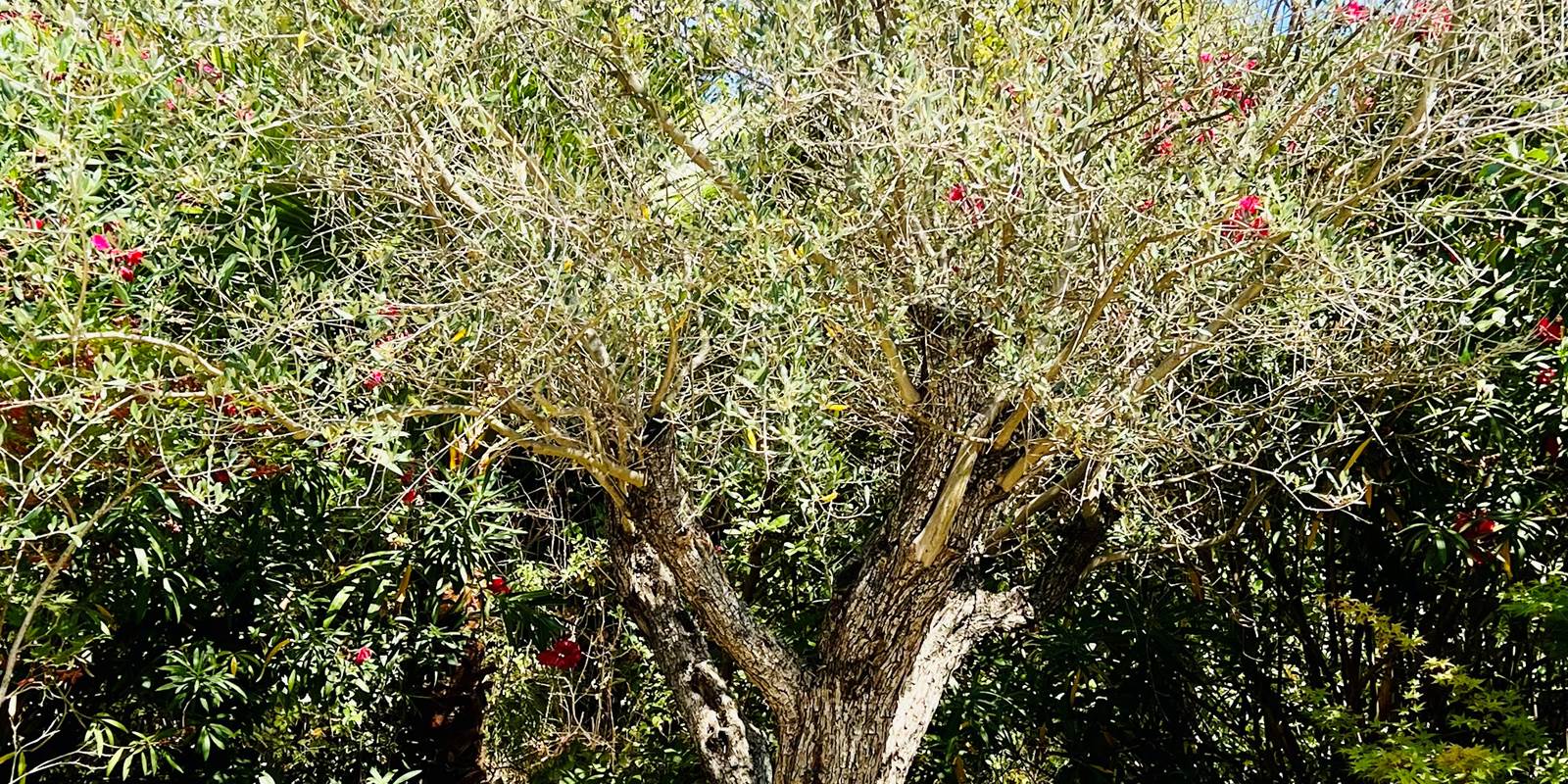 Olivier face terrasse Papy