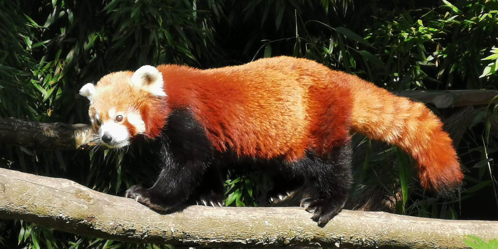 parc de branféré chambre d'hôtes la blanche hermine maison d'hôtes bien être spa morbihan bretagne séjour détente repos ressourcement anti stress burn out cure ayurvédique retraite relaxation méditation