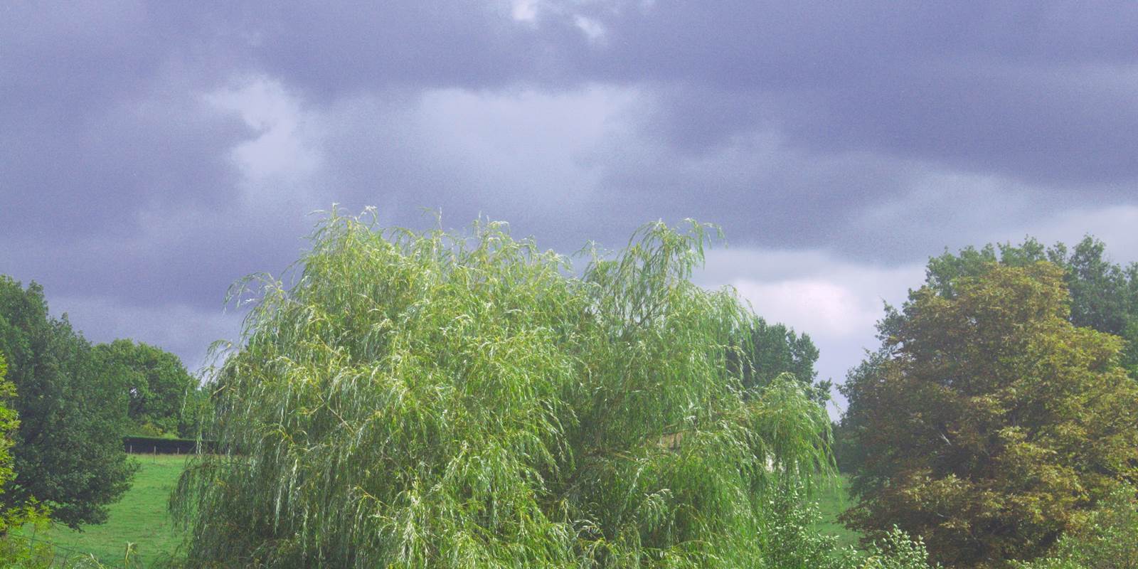 Chevaux bédouins sous votre fenêtre