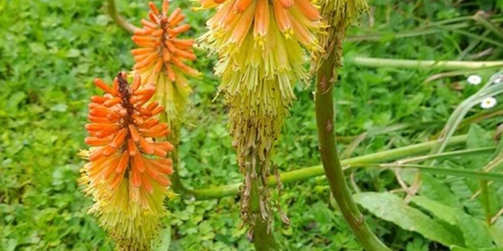 img-20240526-wa0000-high