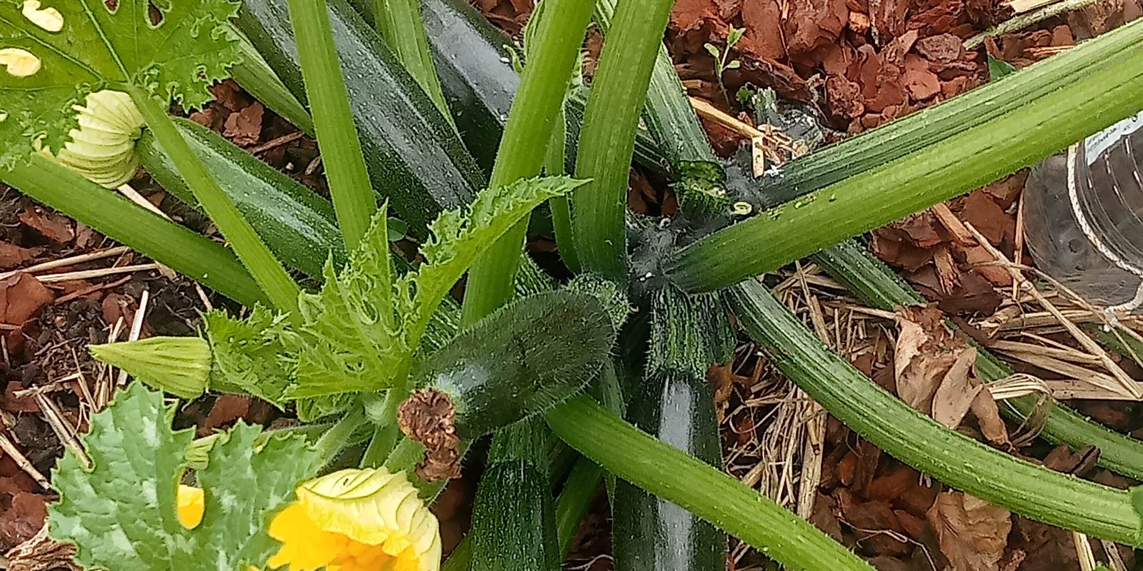 le potager des courgettes