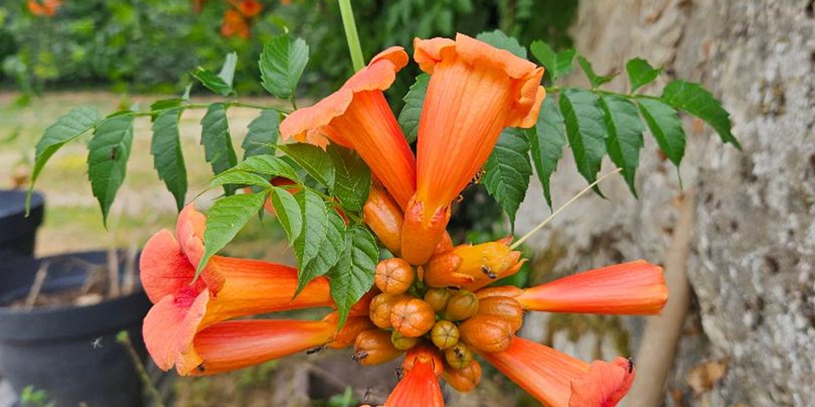 Trumpet flower