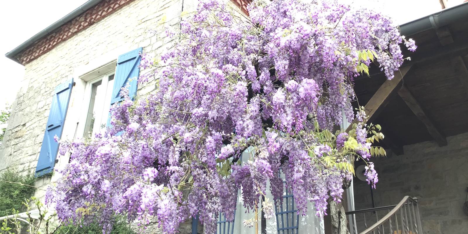 Arbuste à grosses grappes de fleurs bleu violet, parfumée