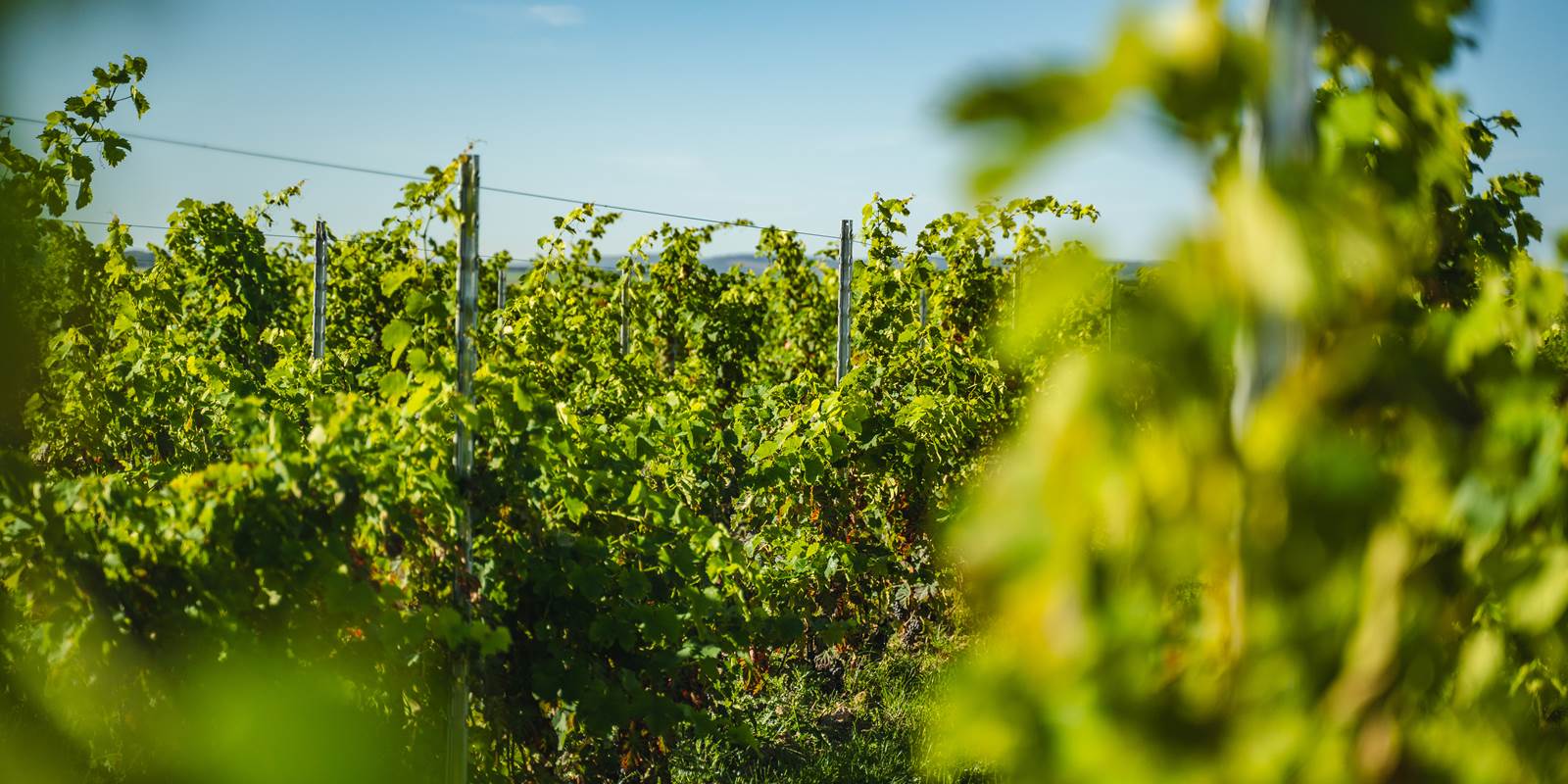 domaine saint flavy aube