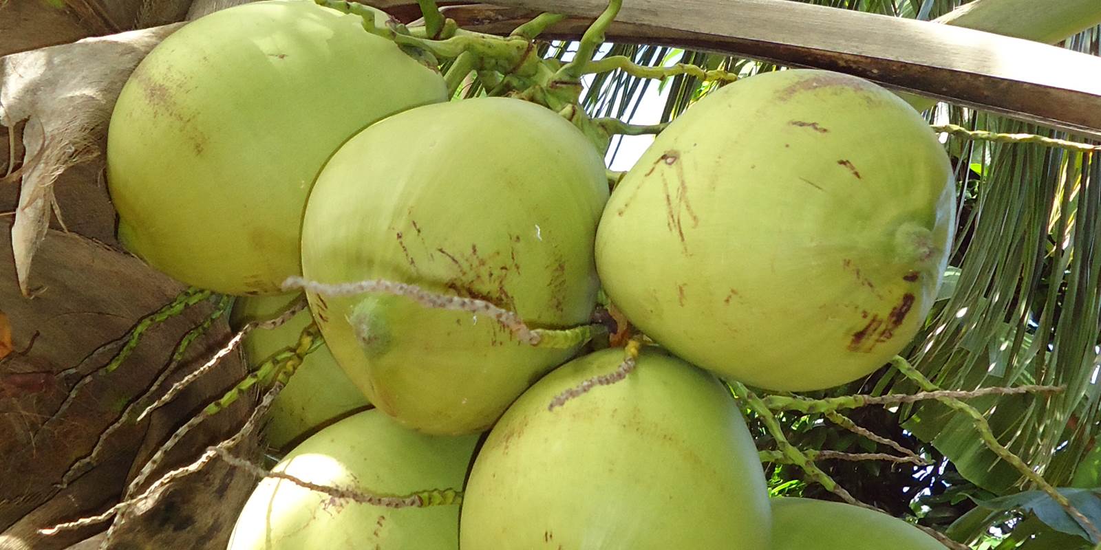 Cocos du jardin