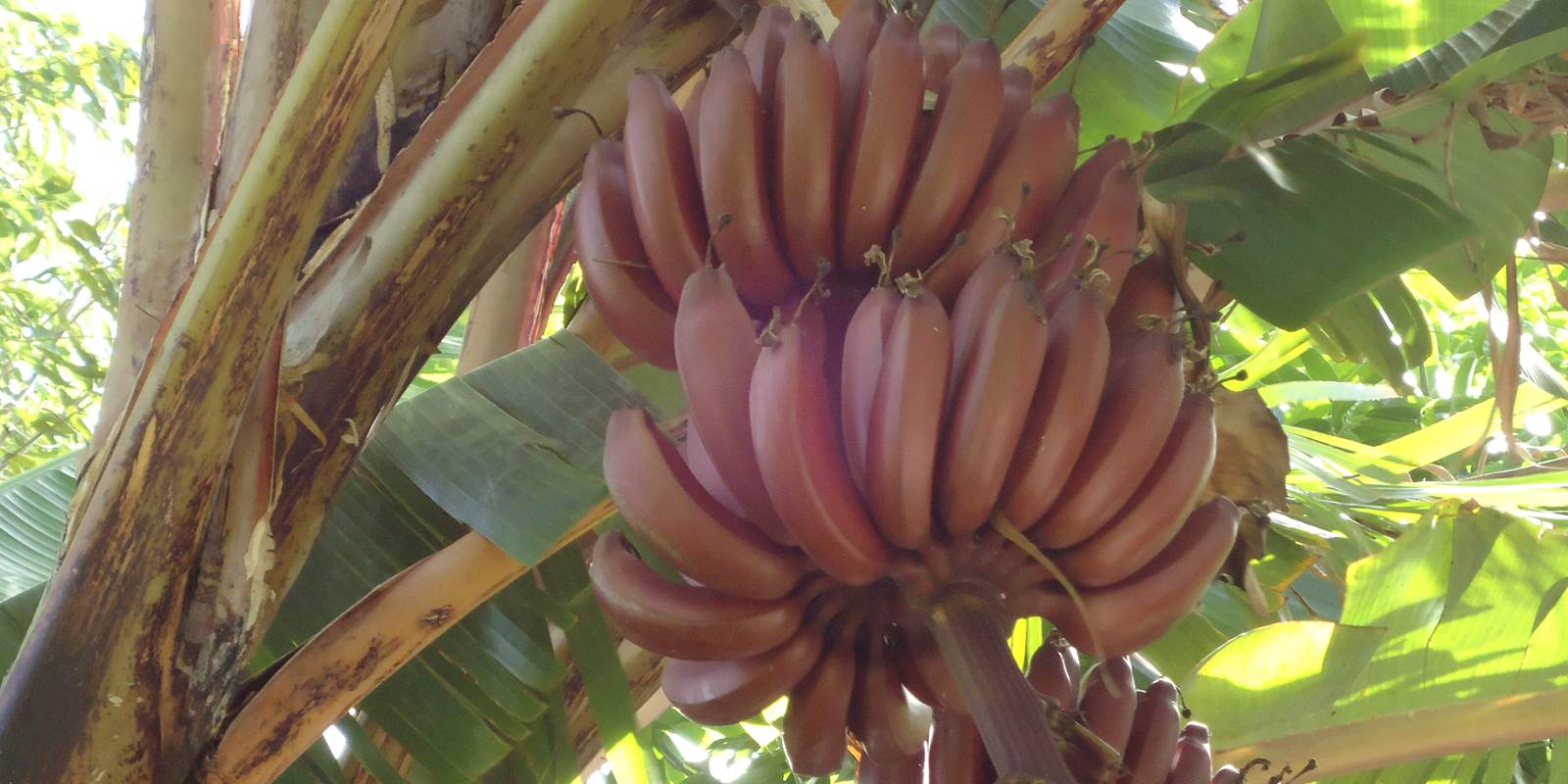 Banane rouge du jardin