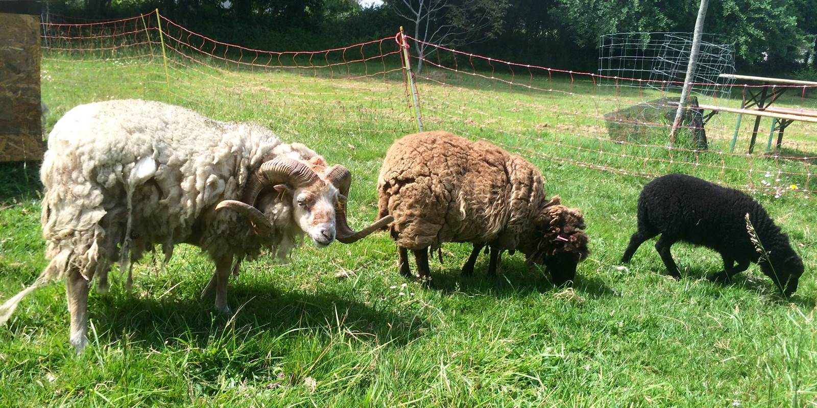 les animaux des logis de Kerdrien