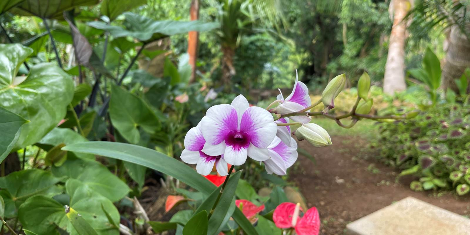 Jardin Créole à découvrir