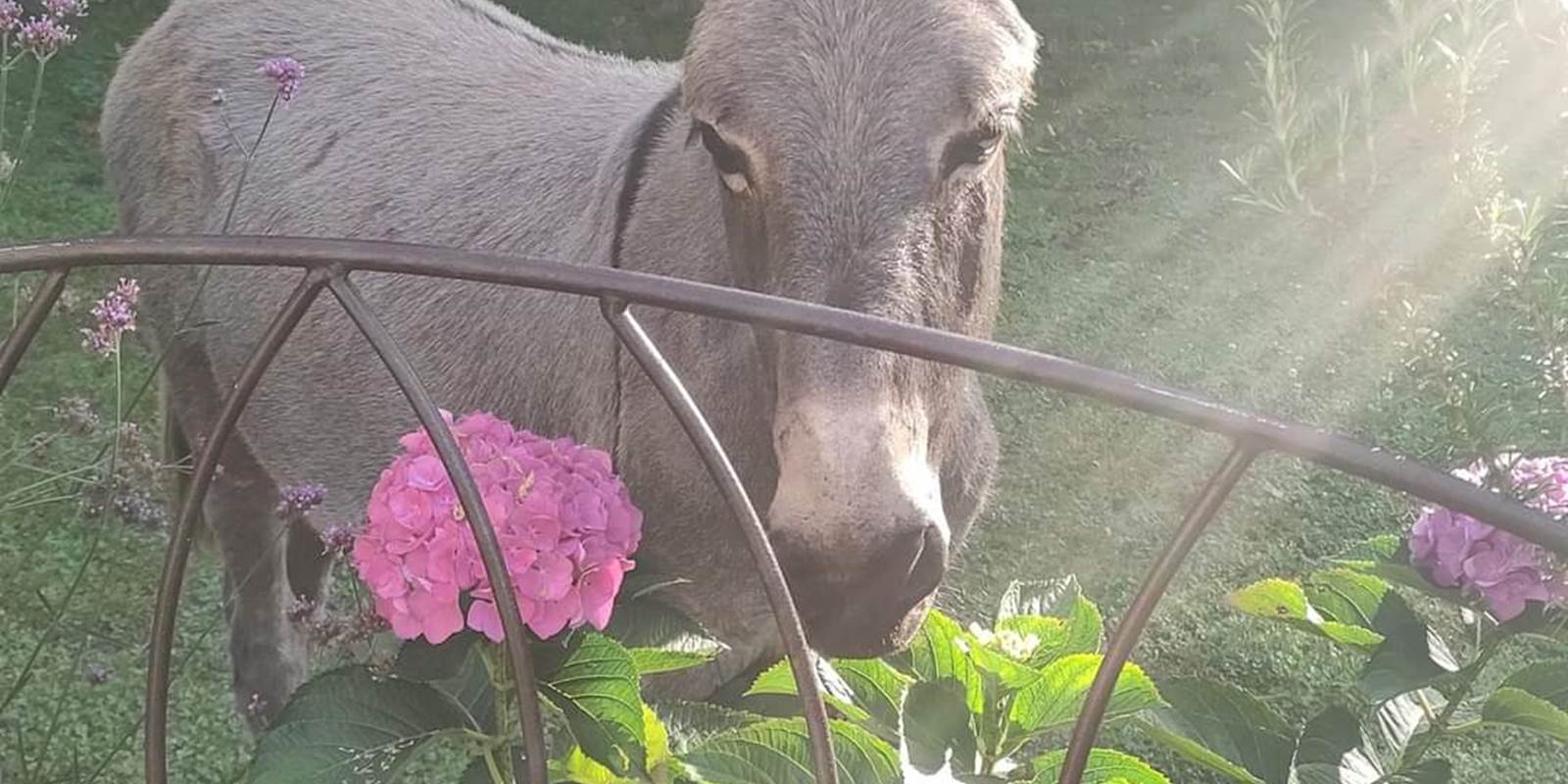 chambreshotes-animal-âne-hautecorrèze