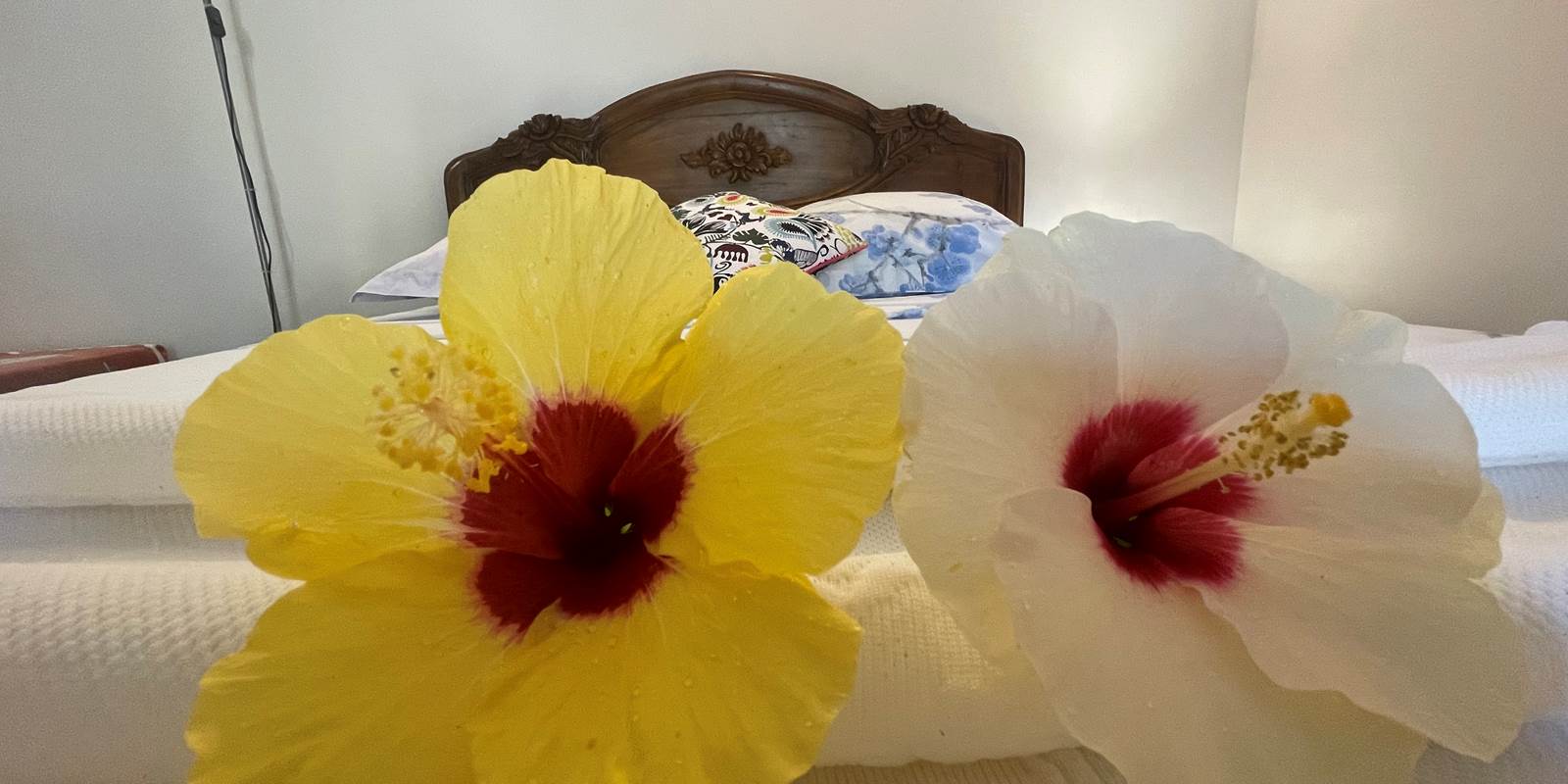 fleurs-chambre-proche-manapany-les-bains