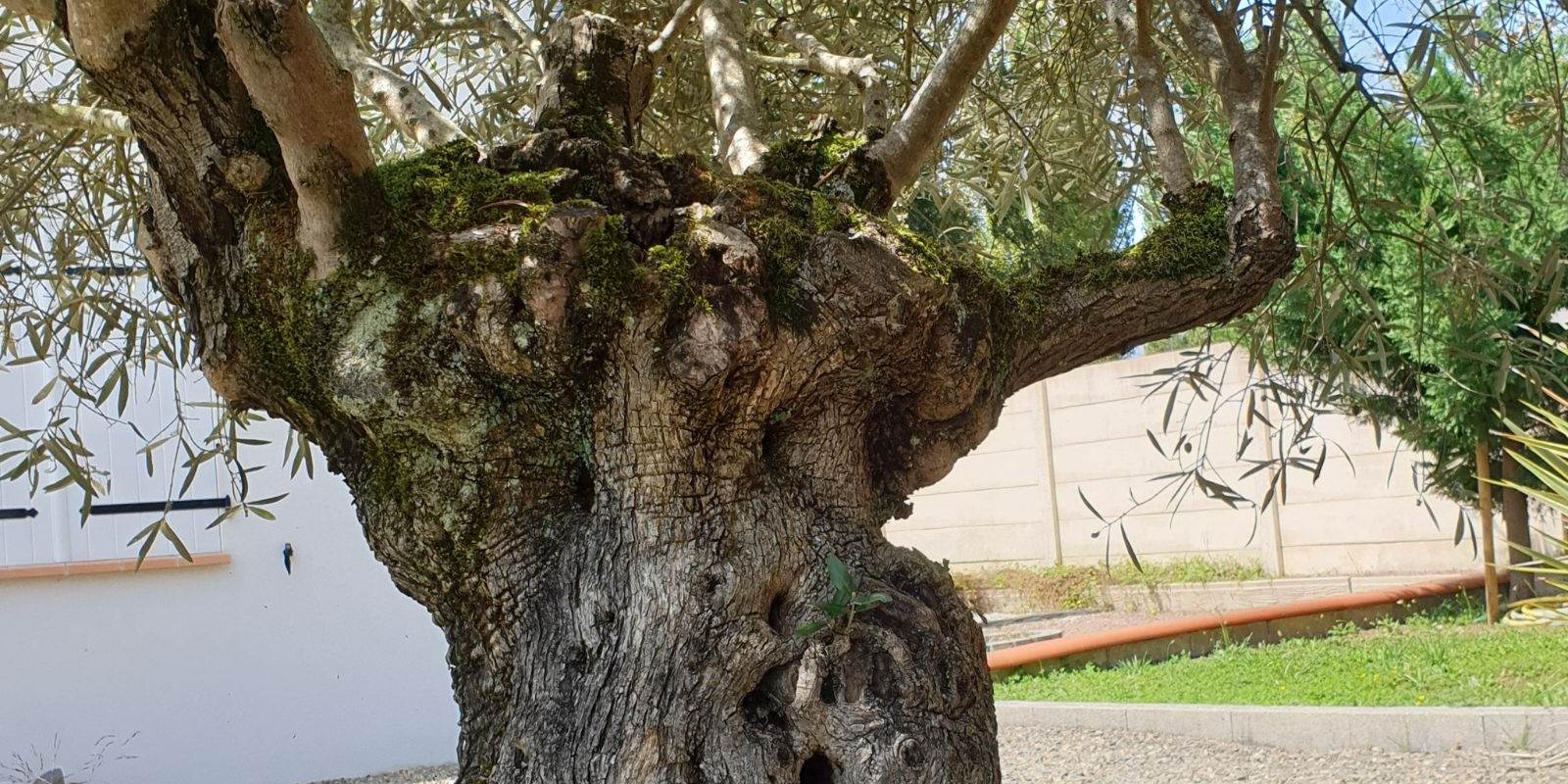 L'olivier de la terrasse Est