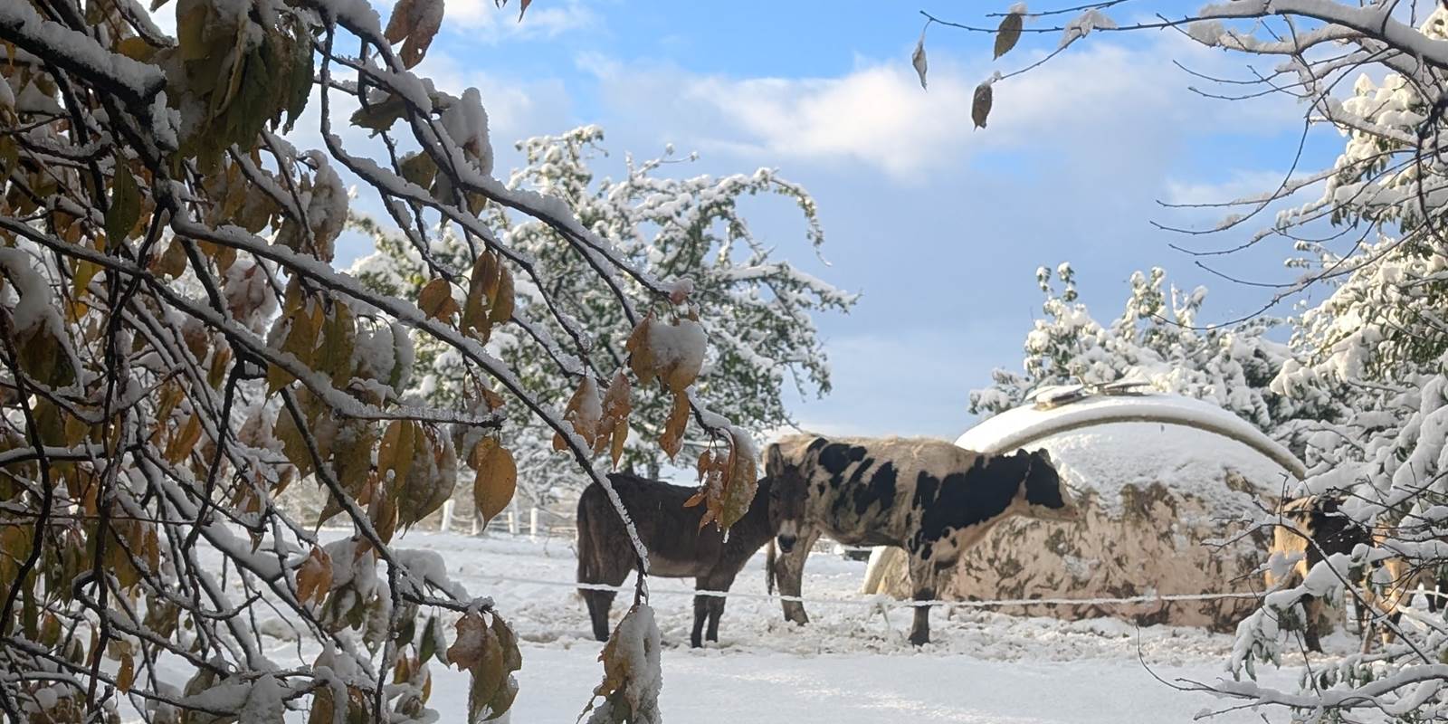 image(1)
