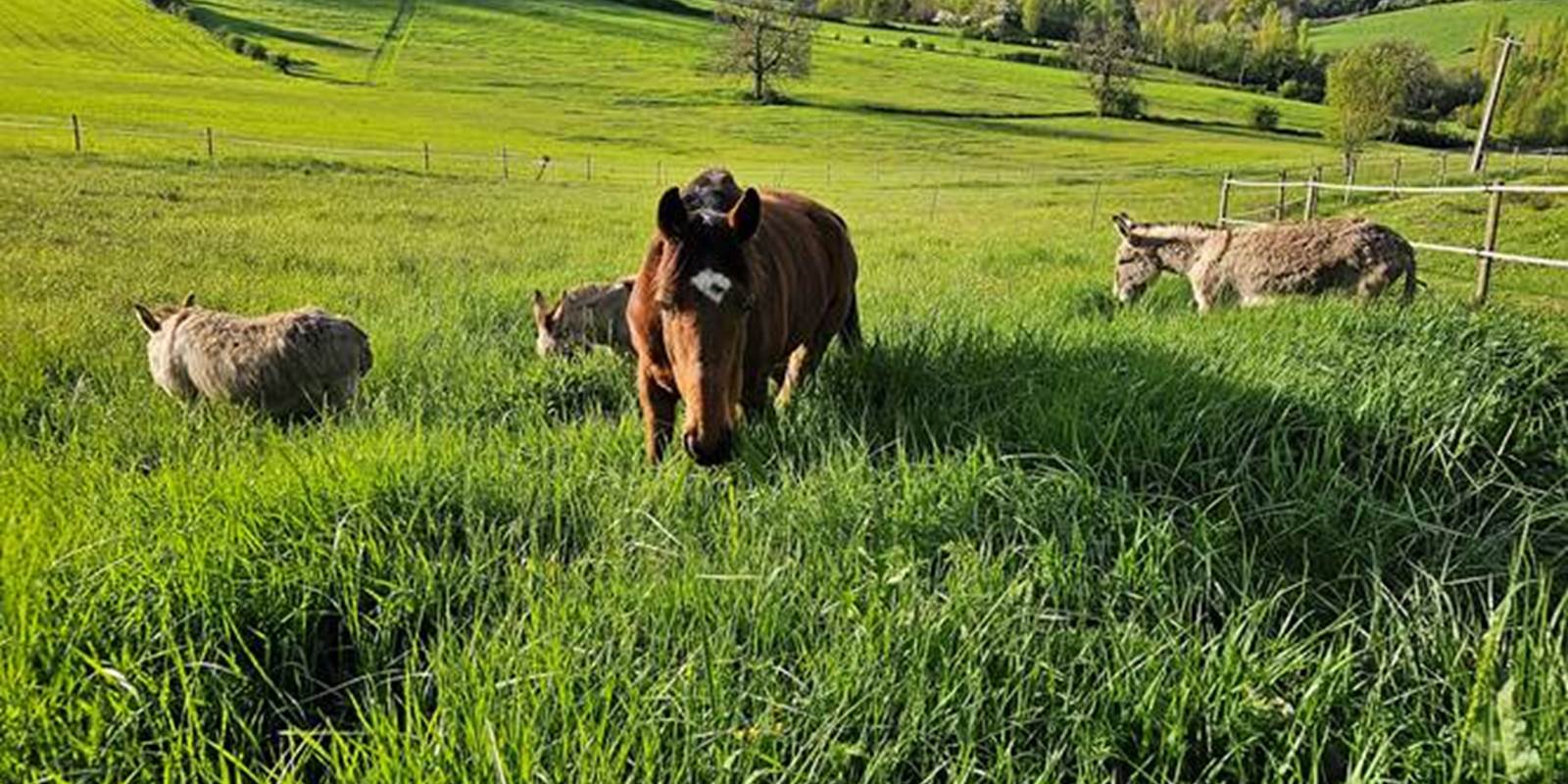 Vacances à la campagne
