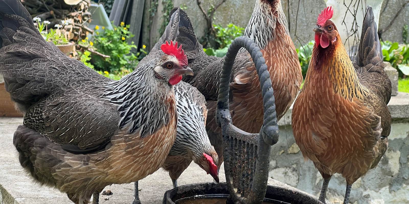 Poules de variété Ardennaise
