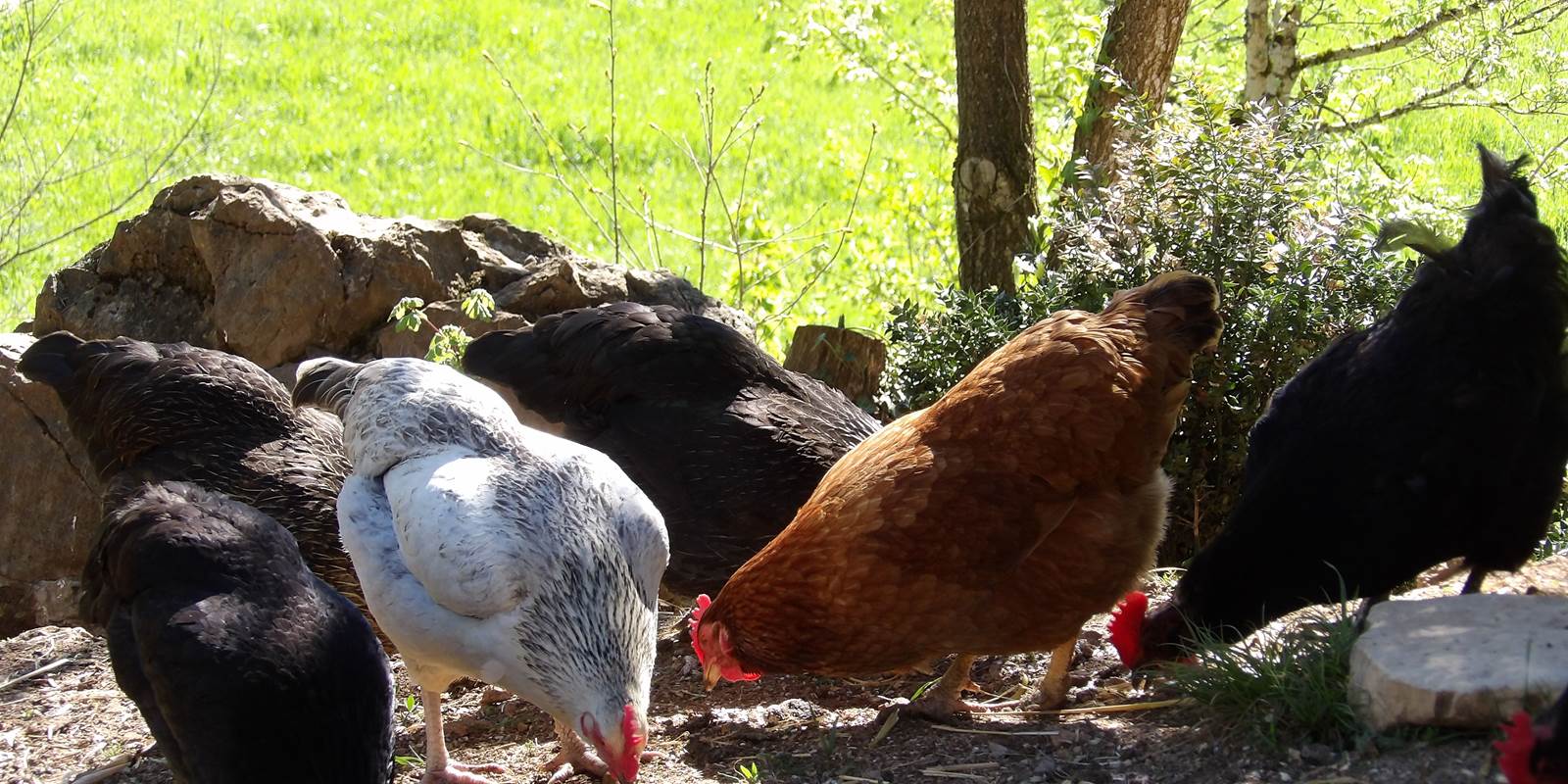 Vous promenez et regarder nos jolies poules