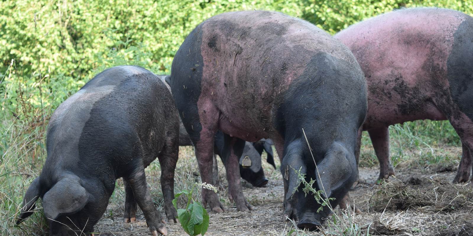 Le cul noir limousin