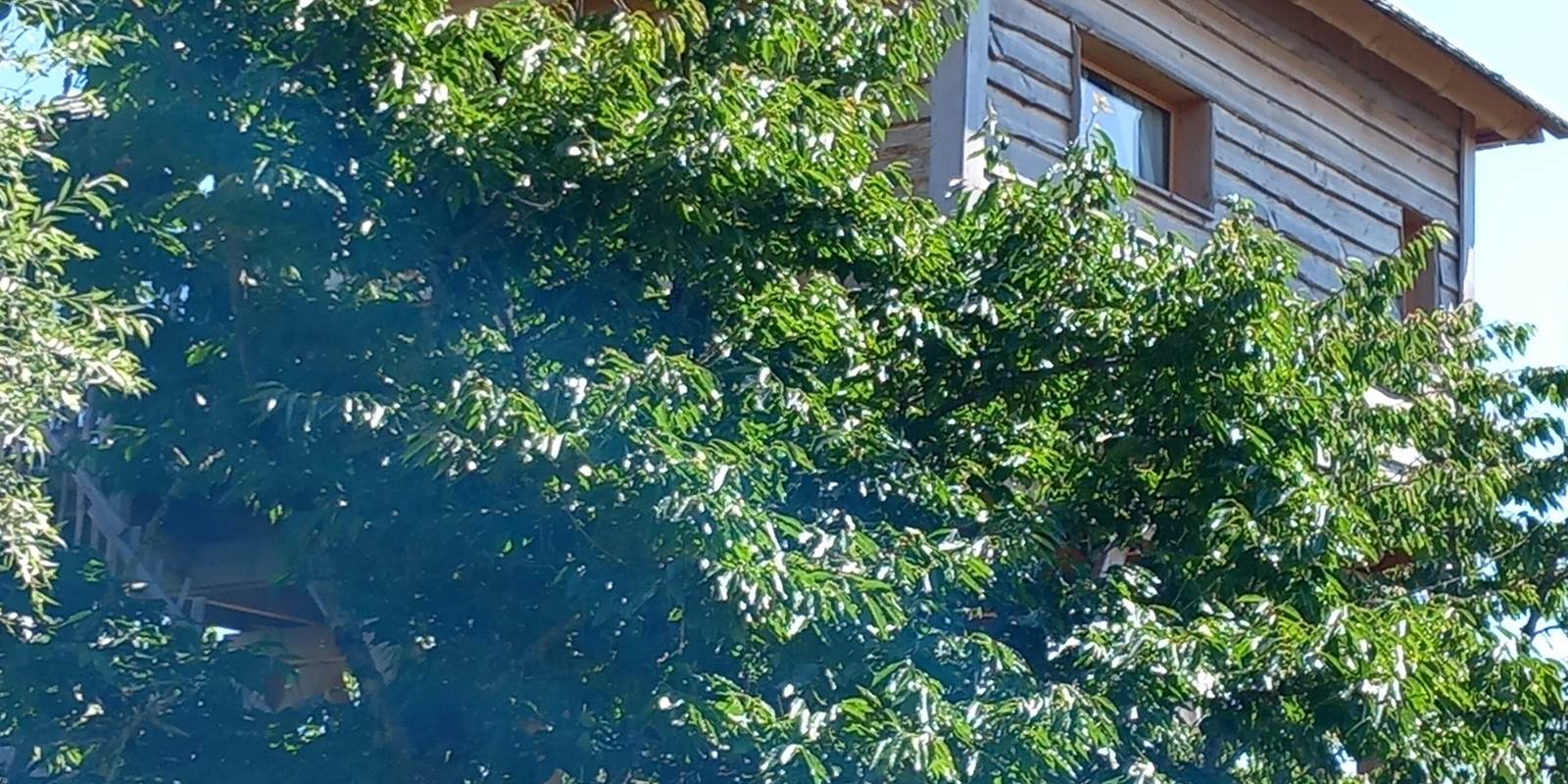 Cabane au dessus des Arbres