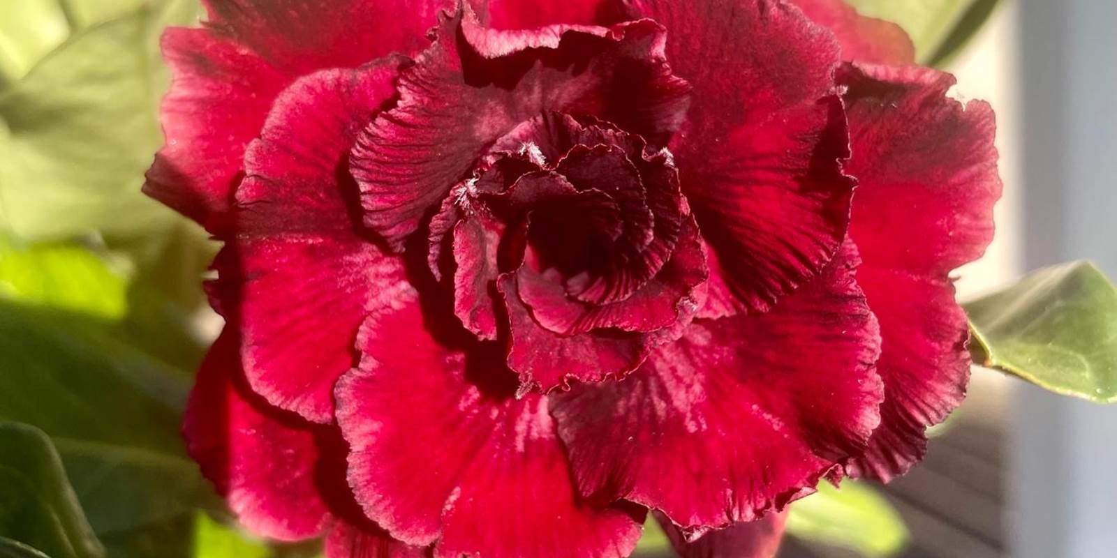 le-labyrinthe-en-champ-thé