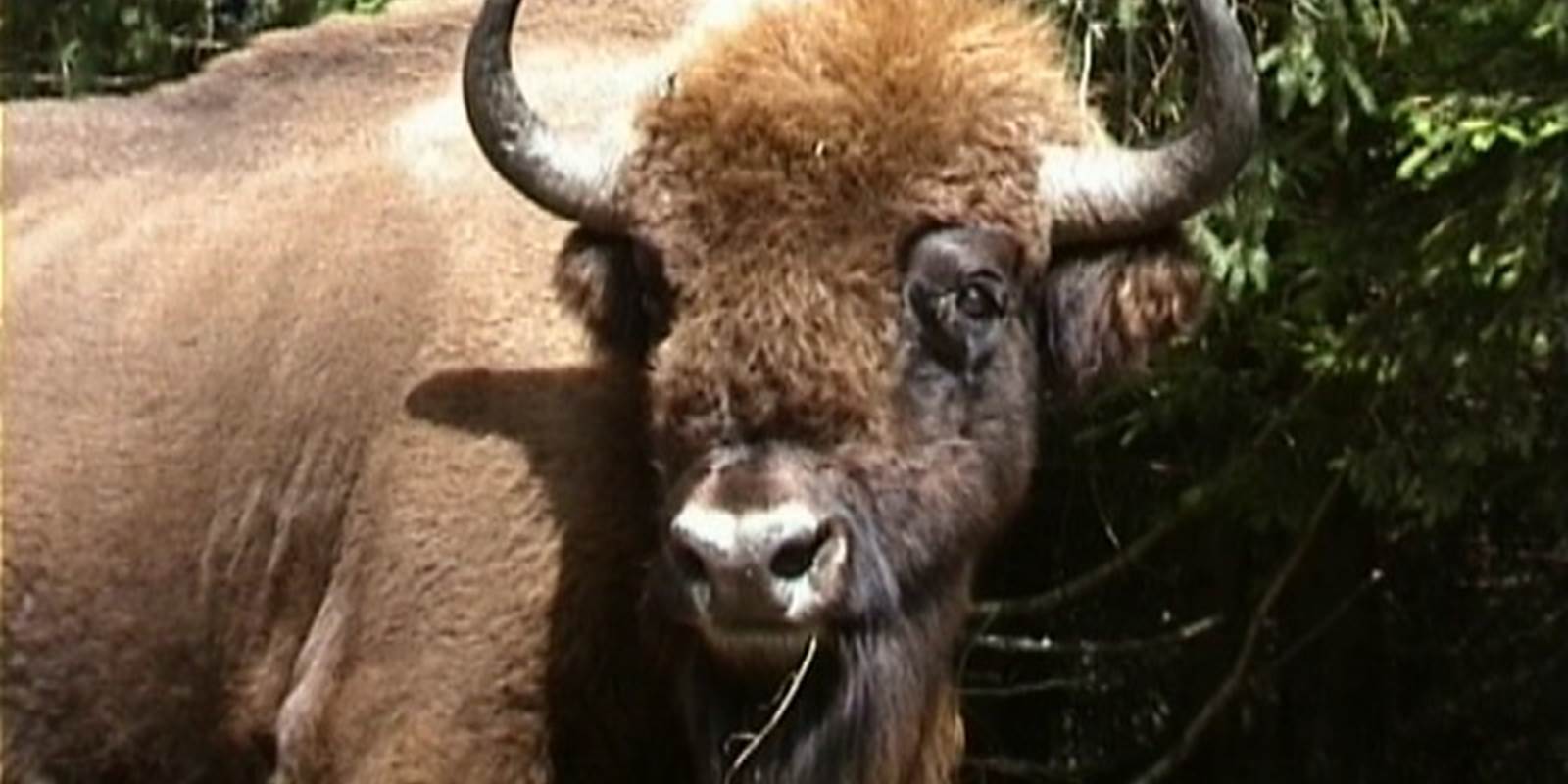 Bison à la Pose: 1 tonne, 2 m de hauteur au garrot. Il peut presque sauter sa hauteur sans élan!