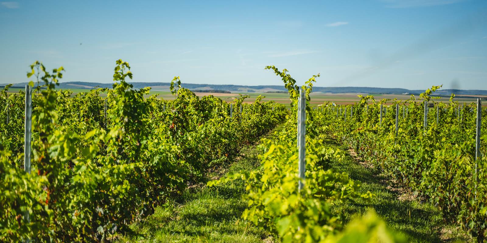 vignoble saint flavy
