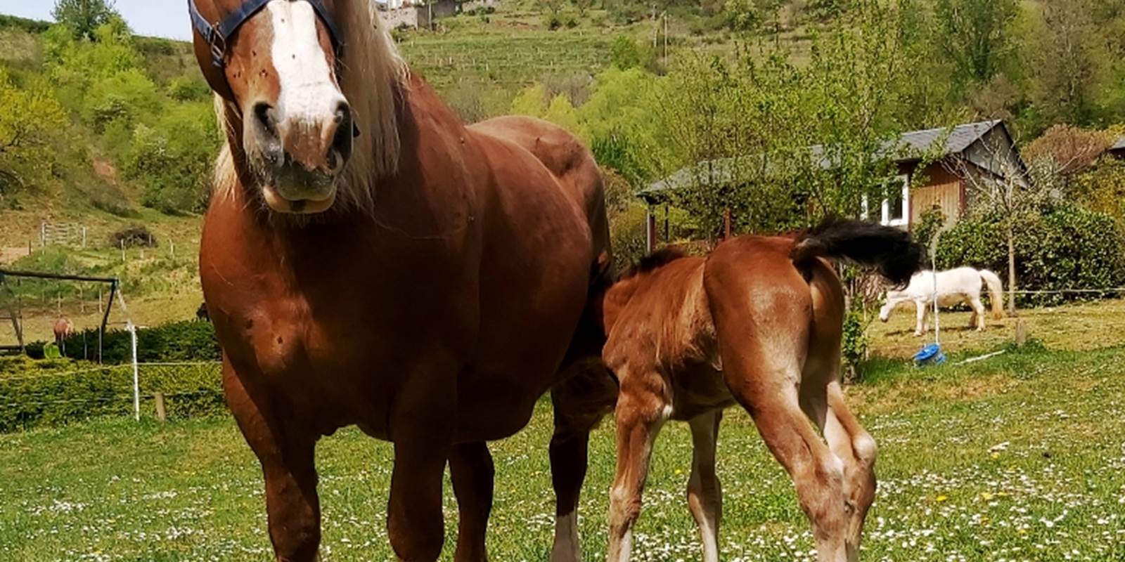 Vénus et son poulain