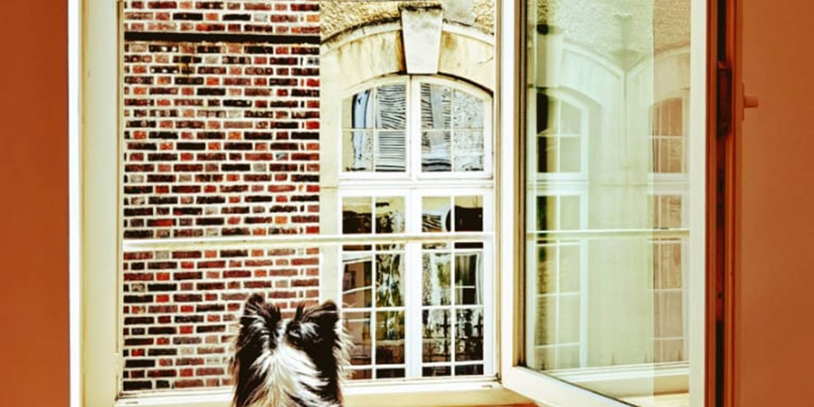 Le chien