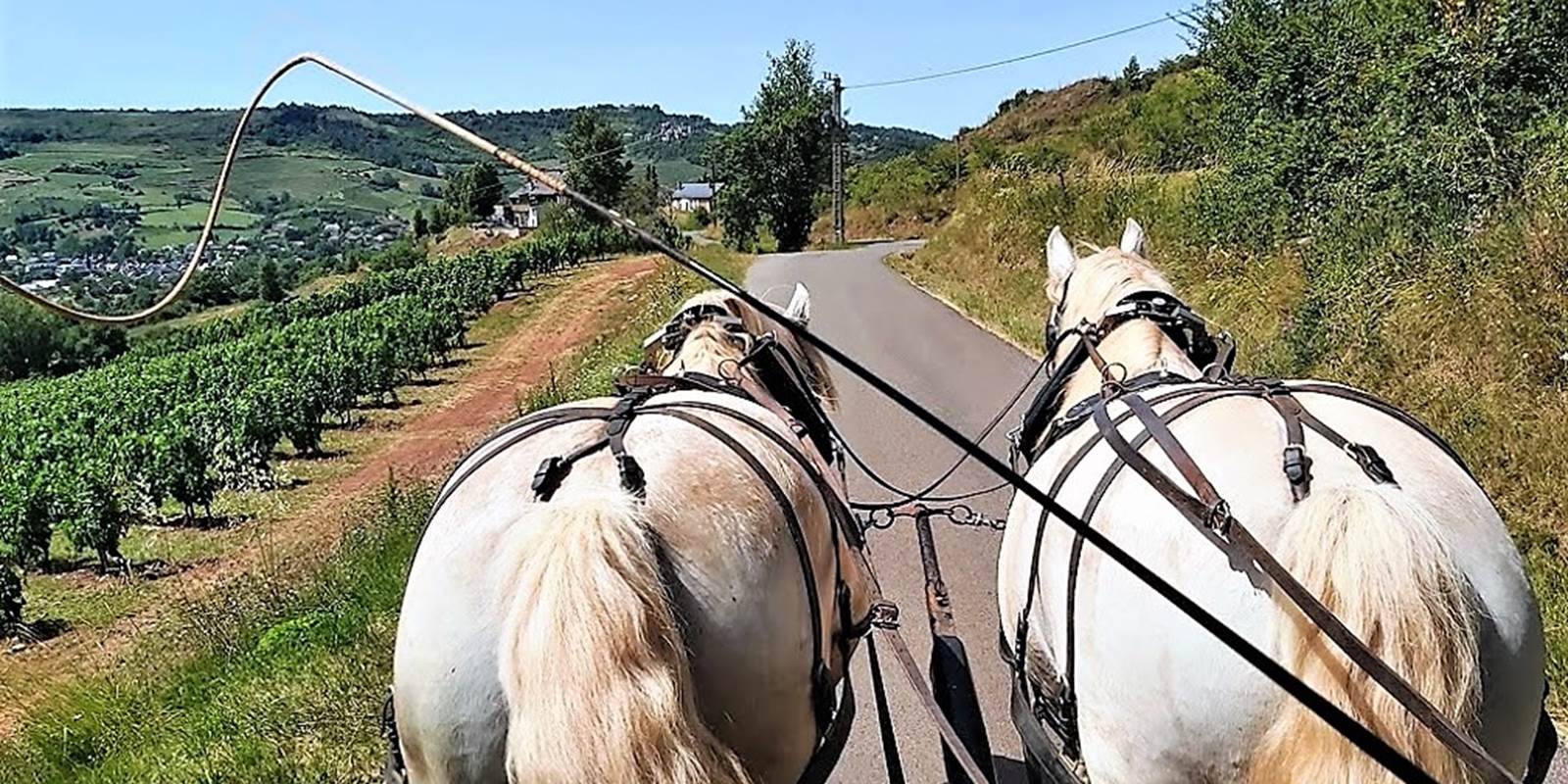 En attelage avec les percherons