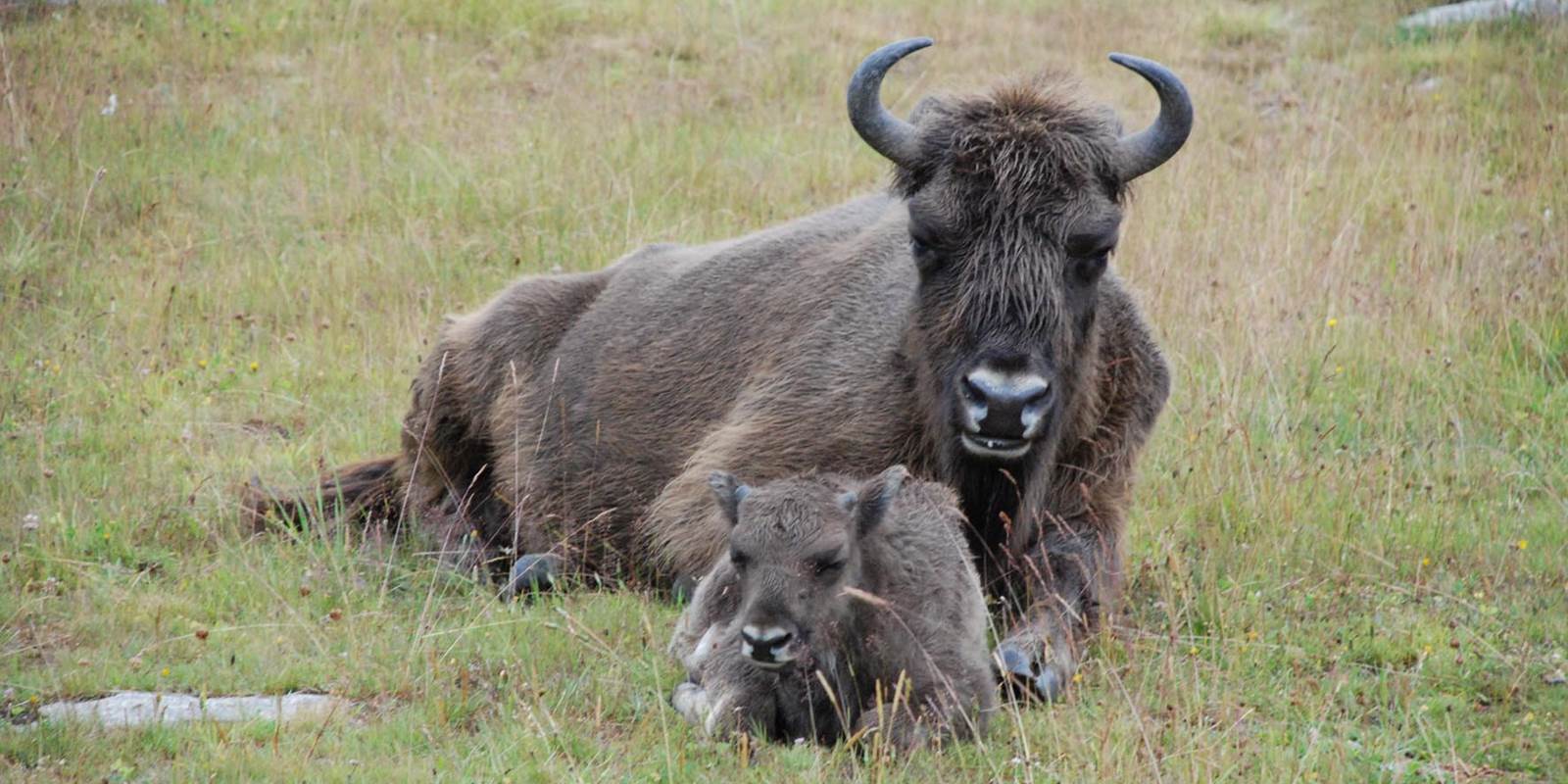 Les visites des environs Parcs animaliers (Les Bisons d'Europe)