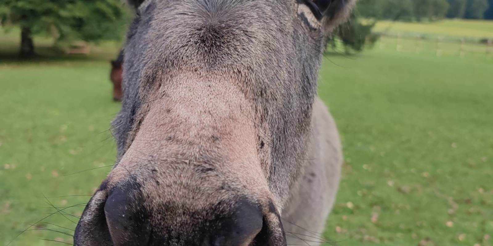 Adrien-animaldecompagnie-espiegle-tendresse-attachiant-biencheznous-hautecorrèze