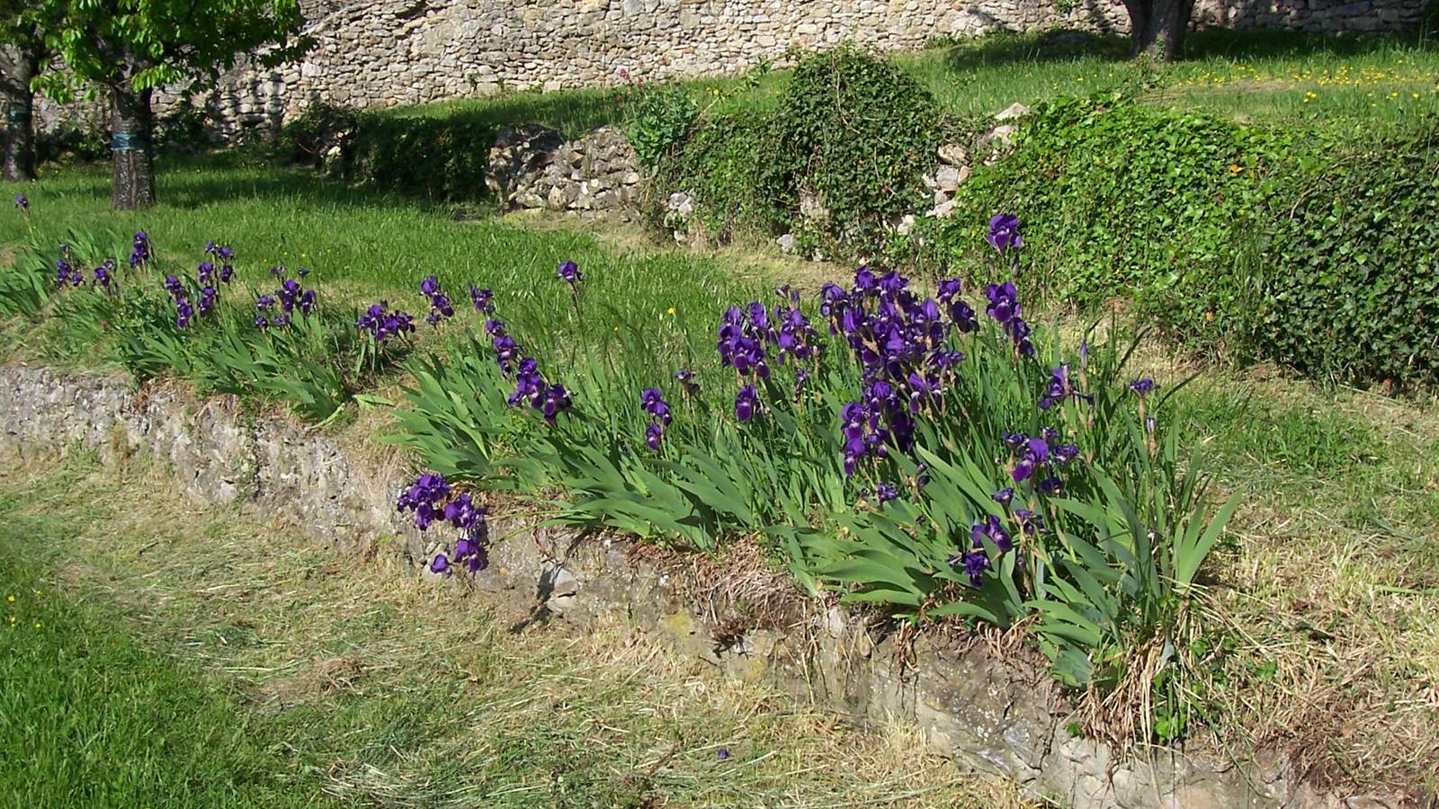Des iris en avril