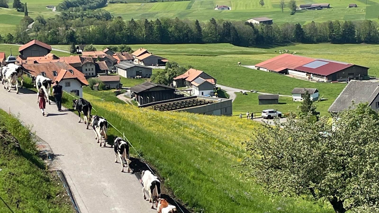 Vue sur la vallée et Poya: montée à l'alpage