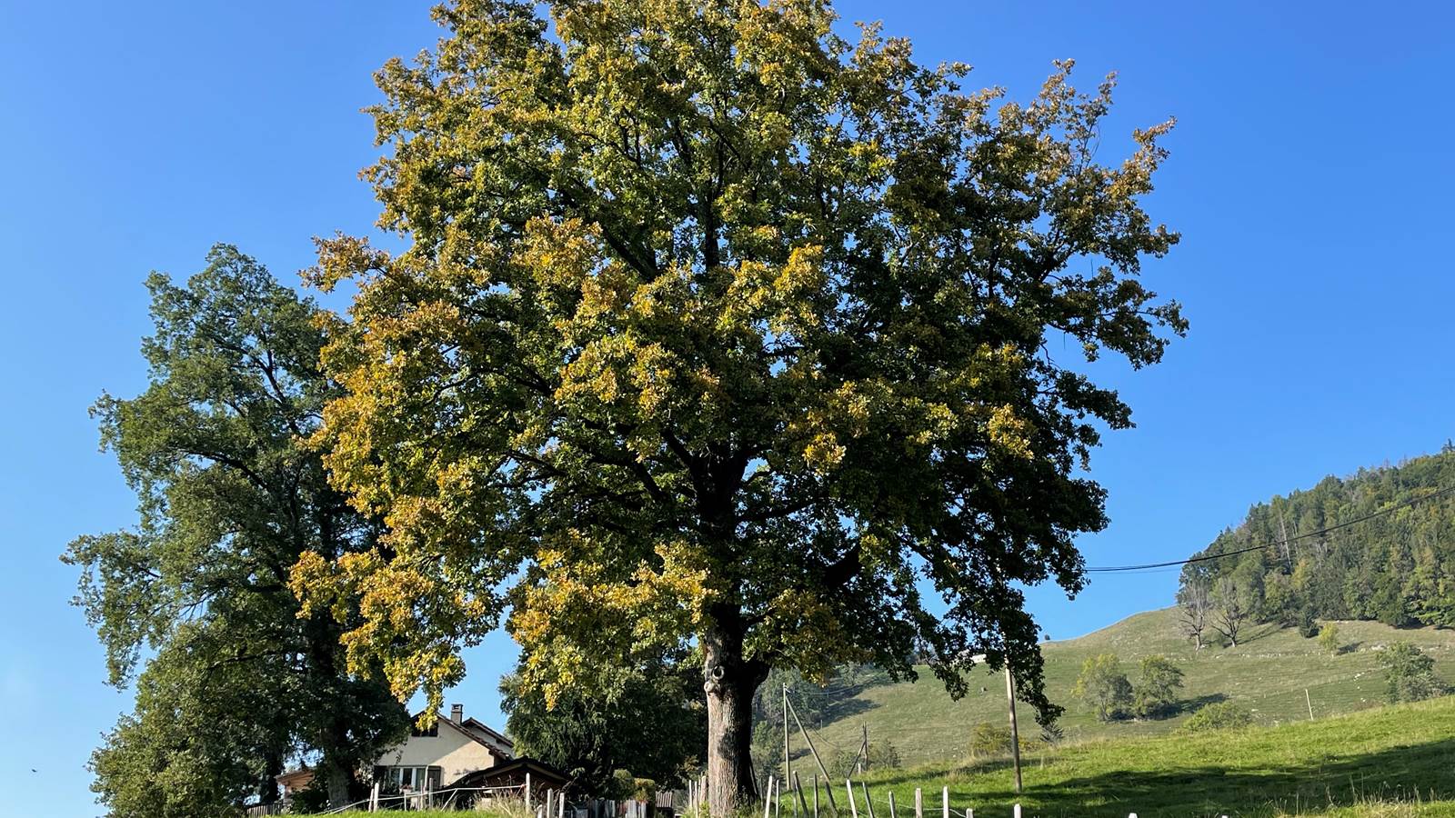 Chêne debut d'automne