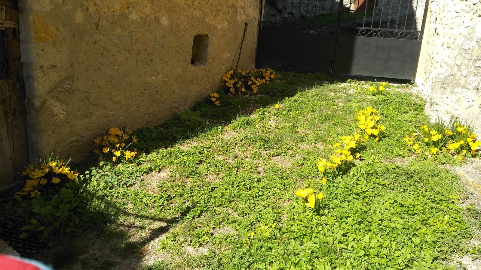 Des crocus en automne