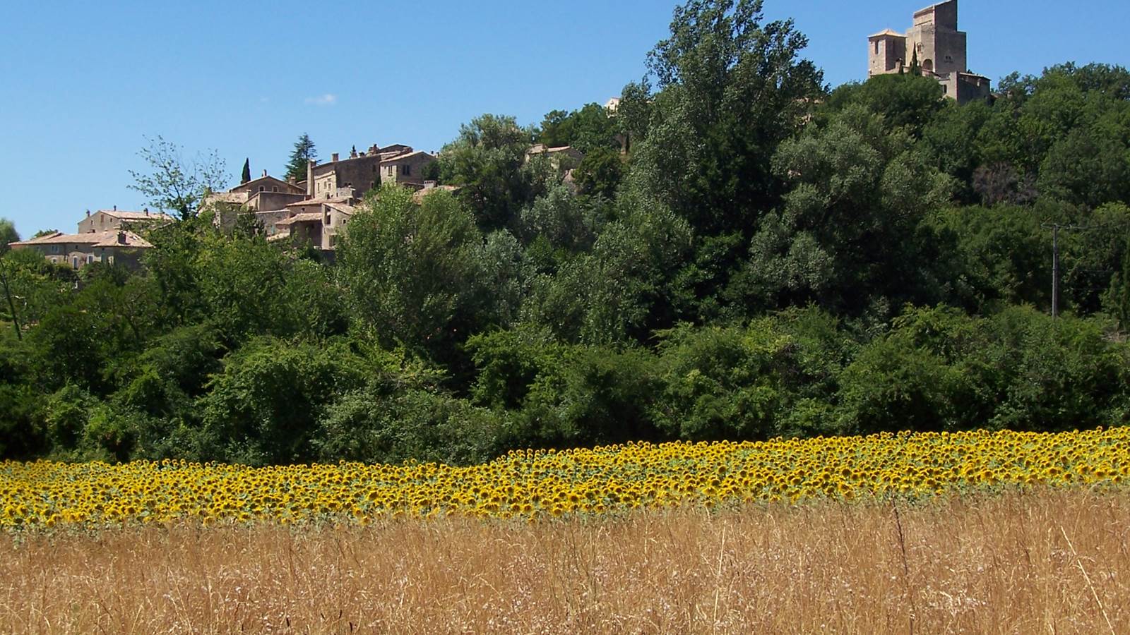 Un champs de tournesol à coté du village