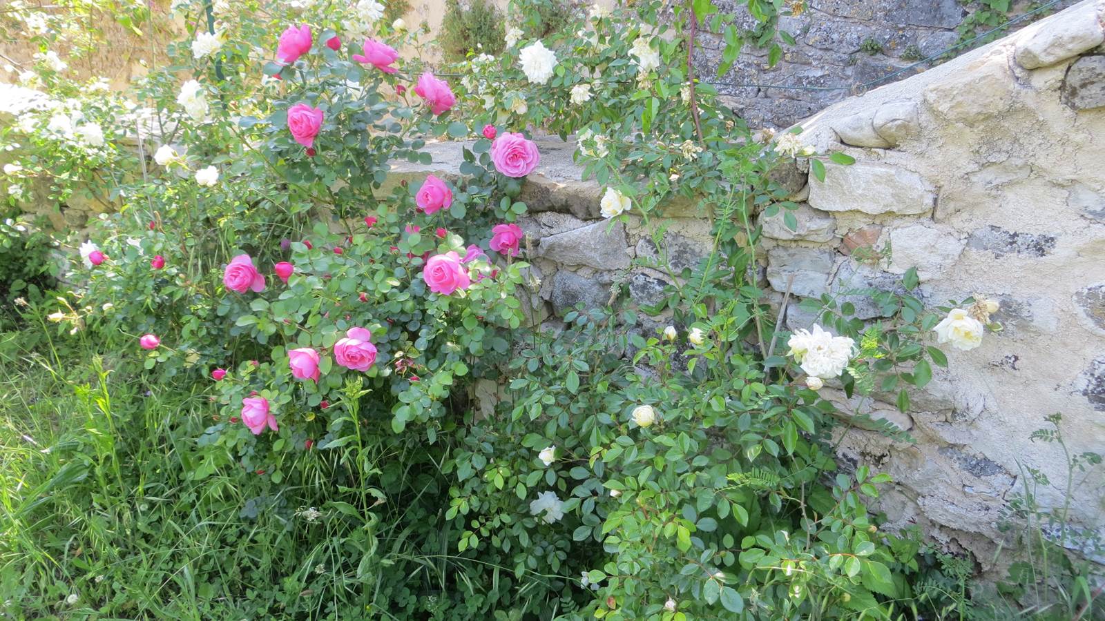 Des rosiers au fon du jardin