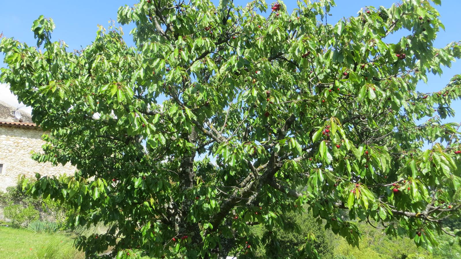 Le cerisier avec ses fruits, en Juin