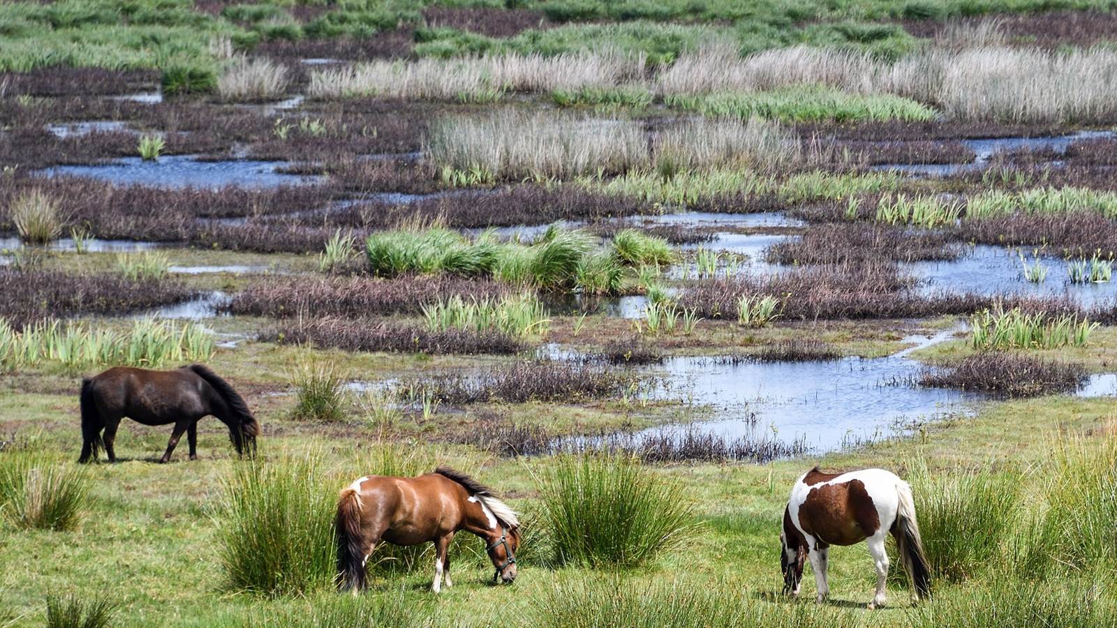 Les marais, la Brière