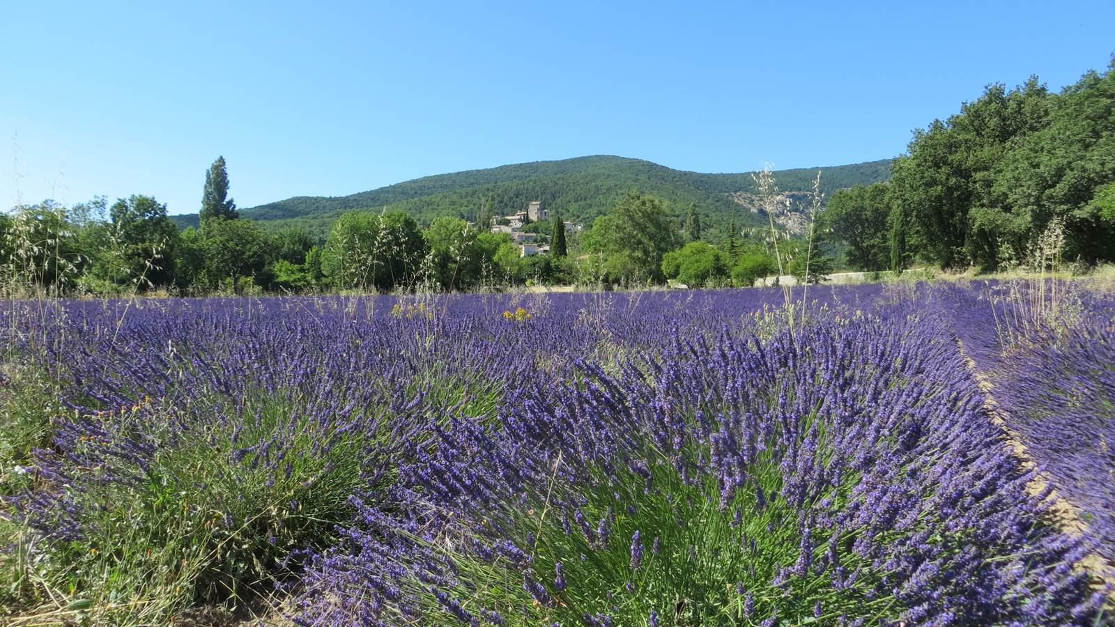 Un champs de lavande à coté du village