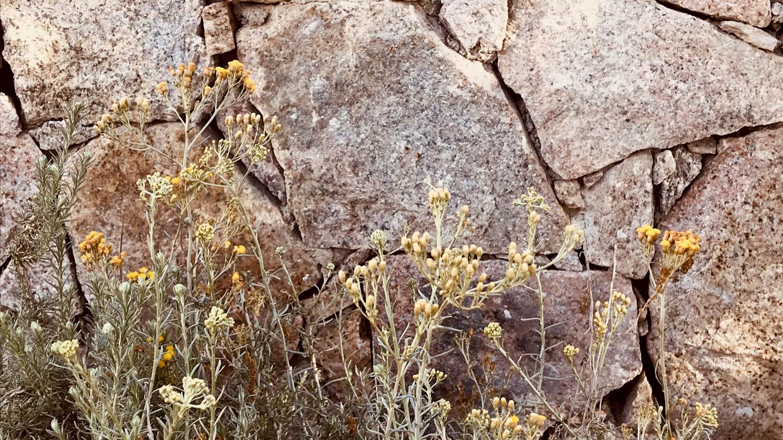 domaine chioso alla chiesa -zoom 2