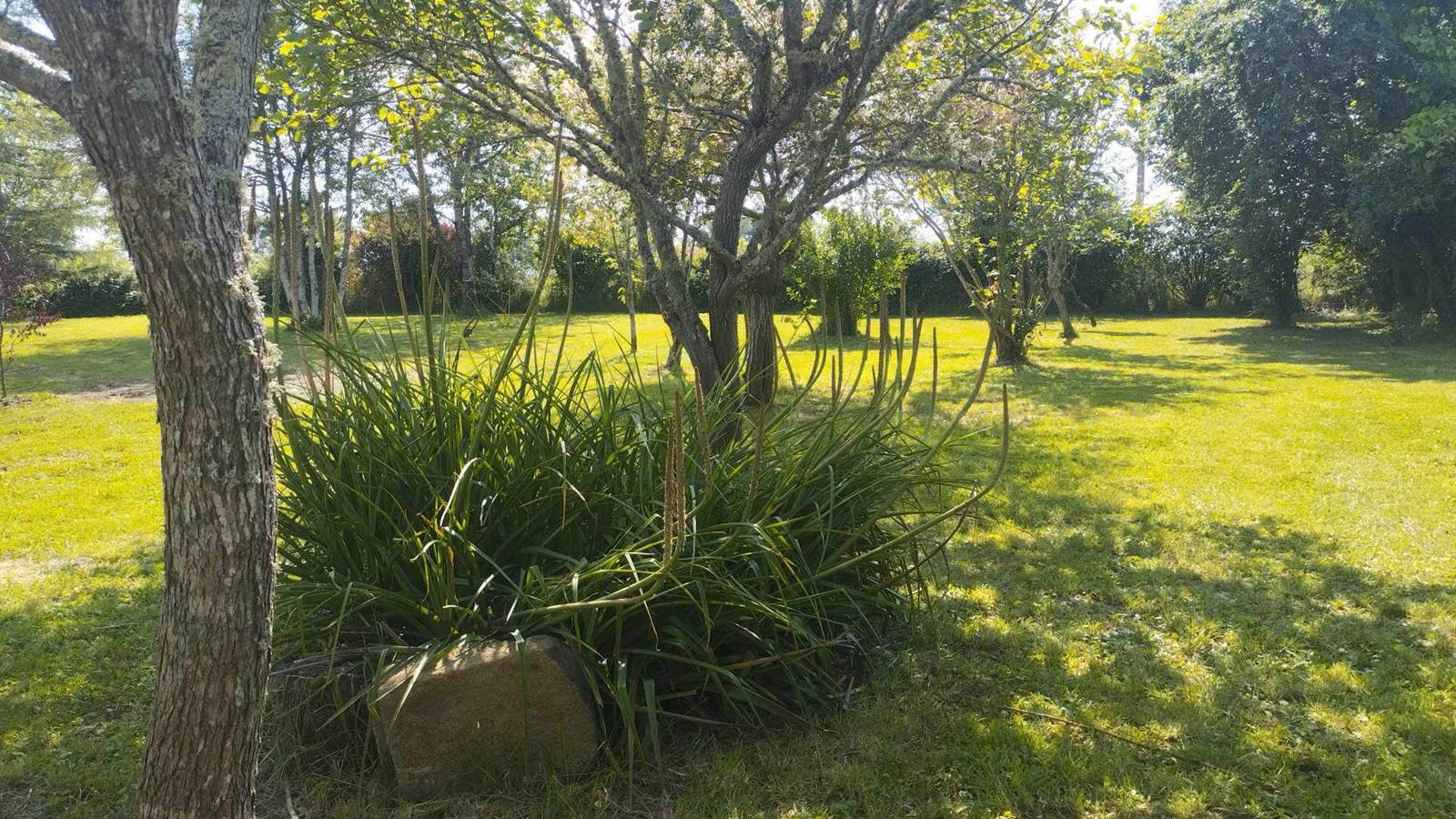 Parc arboré - Gîte de l'Espinasse