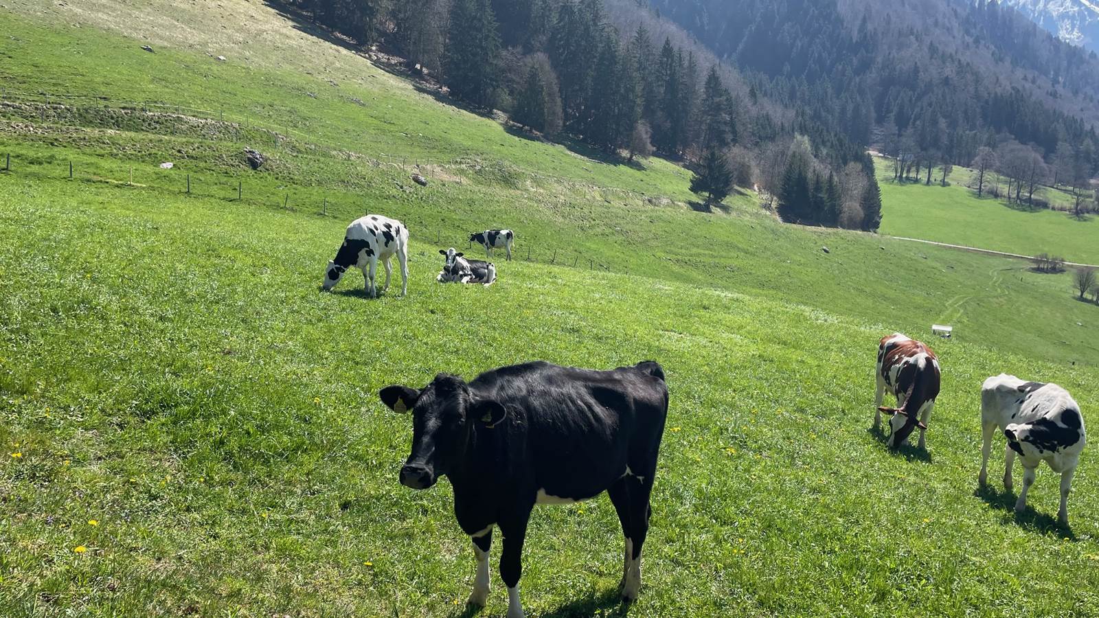 Vaches de la Gruyère aux alentours