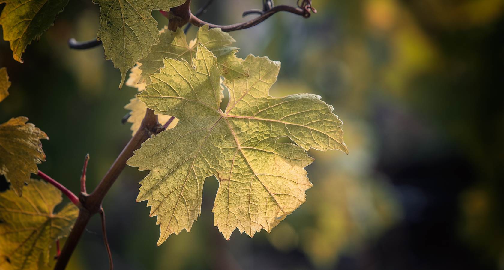 Adopte ton cep, pack intégral