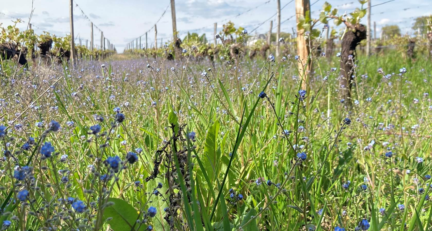 balade dans les vignes