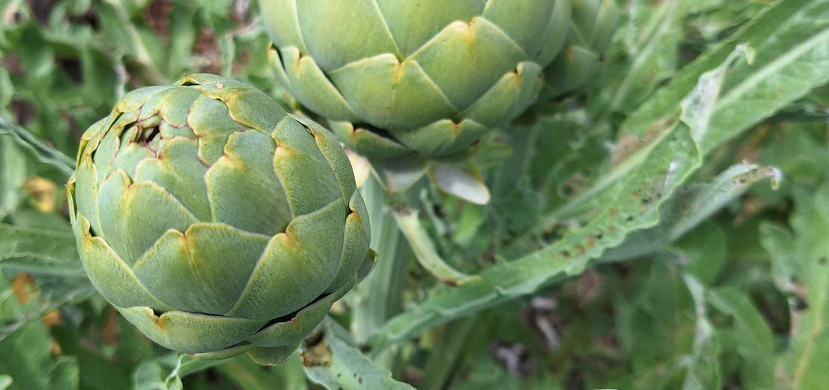 potager bio, Saint Rémy de Provence, Mas des Figues, circuit court, parc Régional des Alpilles