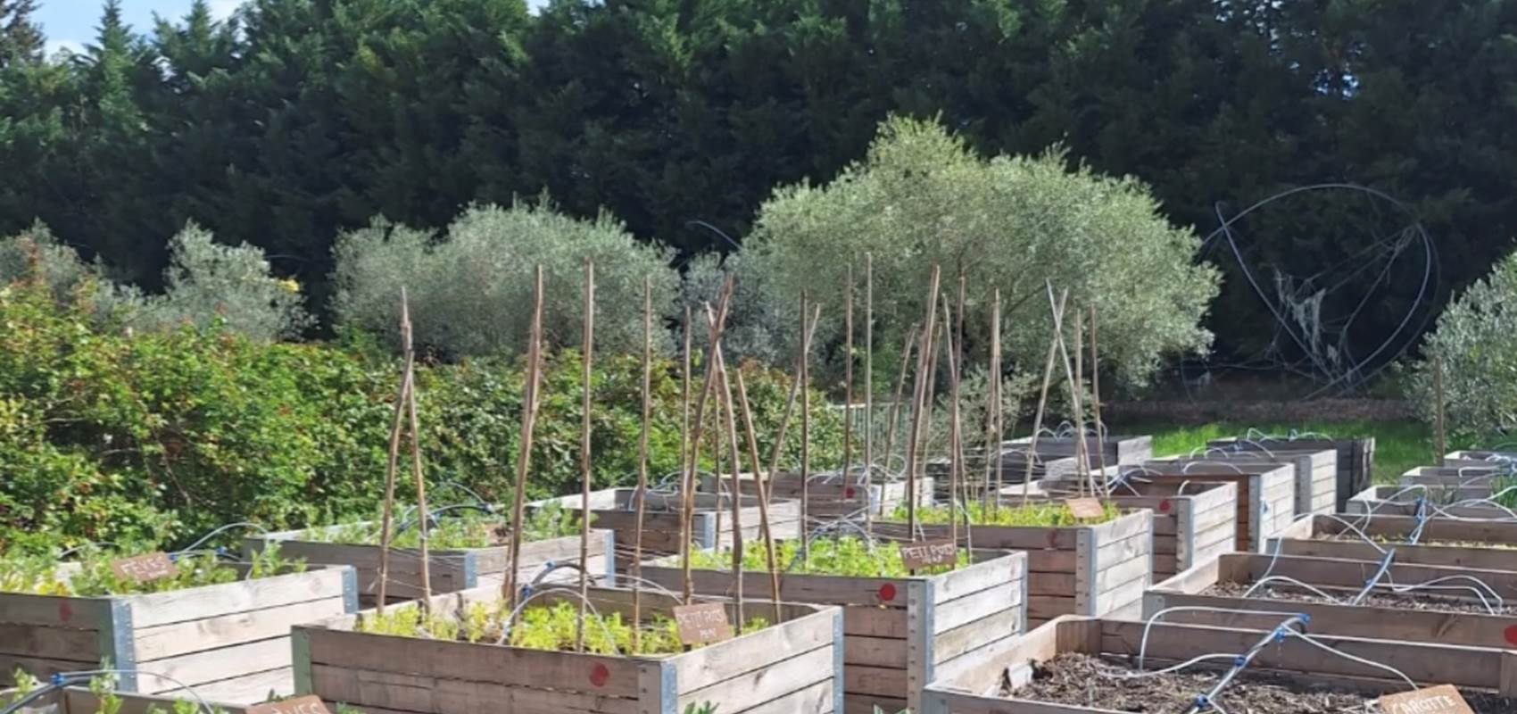 potager bio, Saint Rémy de Provence, Mas des Figues, circuit court, parc Régional des Alpilles