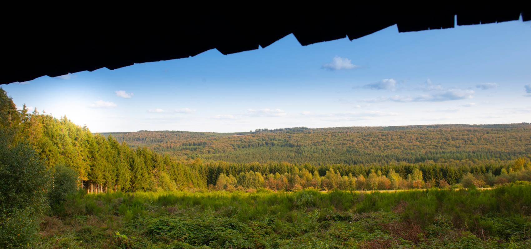 dbcreation.be - Vue de la Forêt de Saint-Hubert